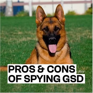 Pros Cons of Spying GSD