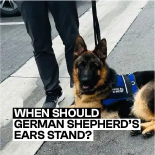 When Should German Shepherds Ears Stand