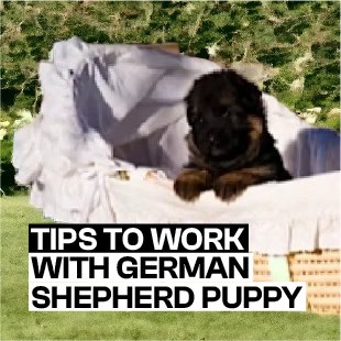 8 Tips to Work with German Shepherd Puppy