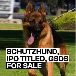 SCHUTZHUND IPO TITLED GSDS FOR SALE