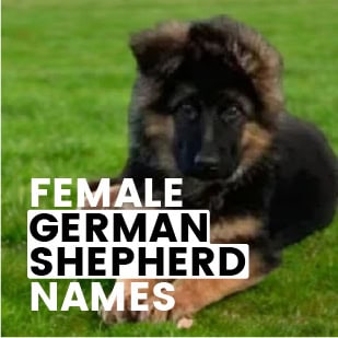 FEMALE GERMAN SHEPHER NAMES