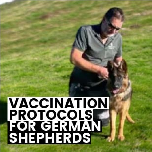 Are You Over Vaccinating Your German Shepherd