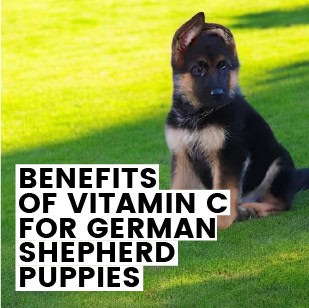 Benefits of Vitamin C for German Shepherd Puppies 1