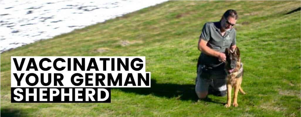 Should You Vaccinate Your German Shepherd