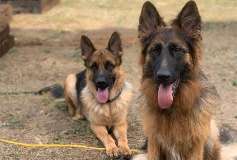 Differences Between Short-Haired and Long-Haired German Shepherds