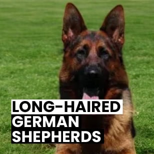 Long Haired German Shepherds