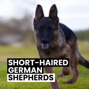 Short Haired German Shepherds