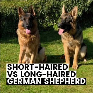 Short Haired vs Long Haired German Shepherd