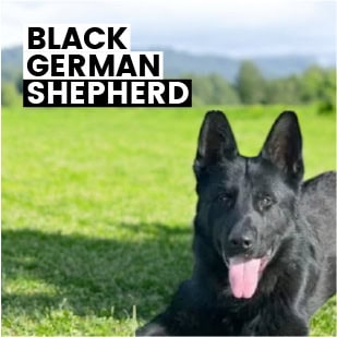 Black German Shepherd