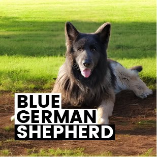 Blue German Shepherds