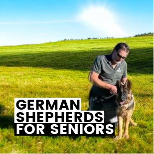 German Shepherds for Seniors