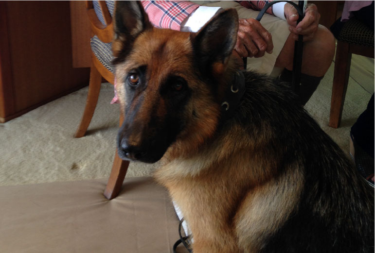 Things Seniors Need to Consider Before Adopting a Dog