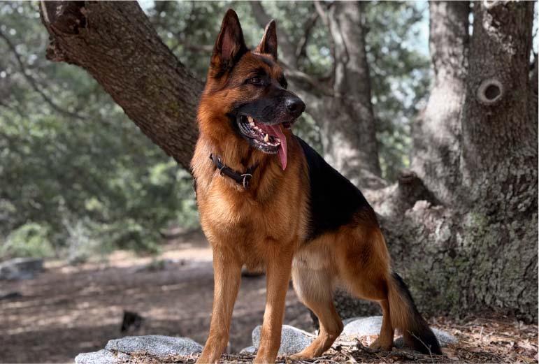 German Sheperd near trees