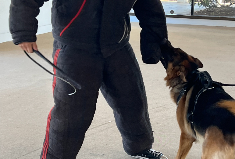 Advanced and Tactical Protection Dog Commands