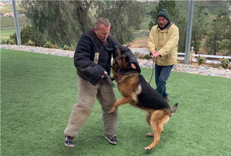 Essential Protection Commands for German Shepherds