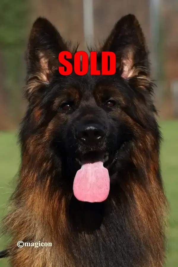 Falk-vom-Recker-Land-sold